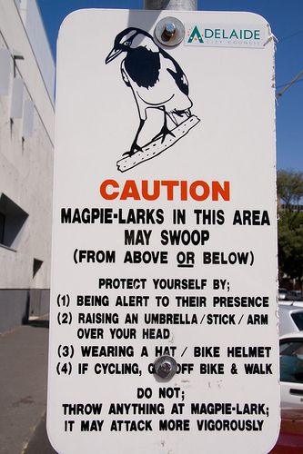 magpie image colons grammar mistakes